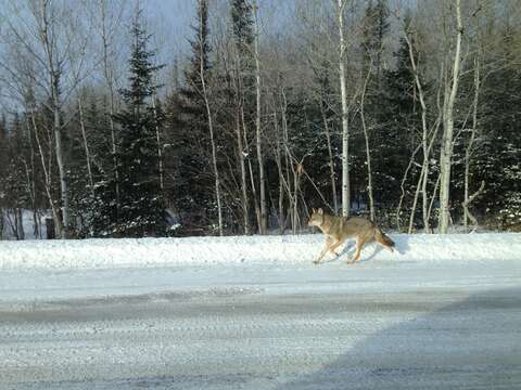 Image of Brush Wolf