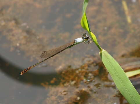 Image of Agriocnemis femina (Brauer 1868)