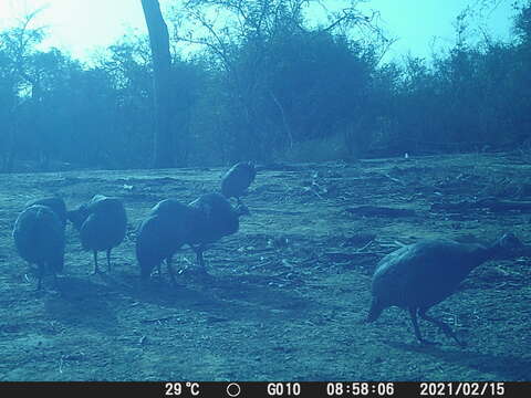 Image of West African Helmeted Guineafowl