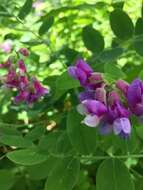 Imagem de Lathyrus venosus Willd.