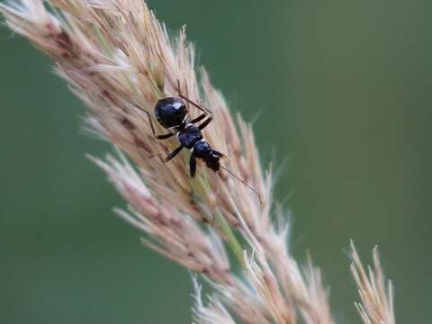 Image of Myrmecoris