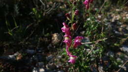 Image de Antirrhinum linkianum Boiss. & Reuter