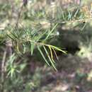 Image de Sannantha pluriflora (F. Müll.) Peter G. Wilson