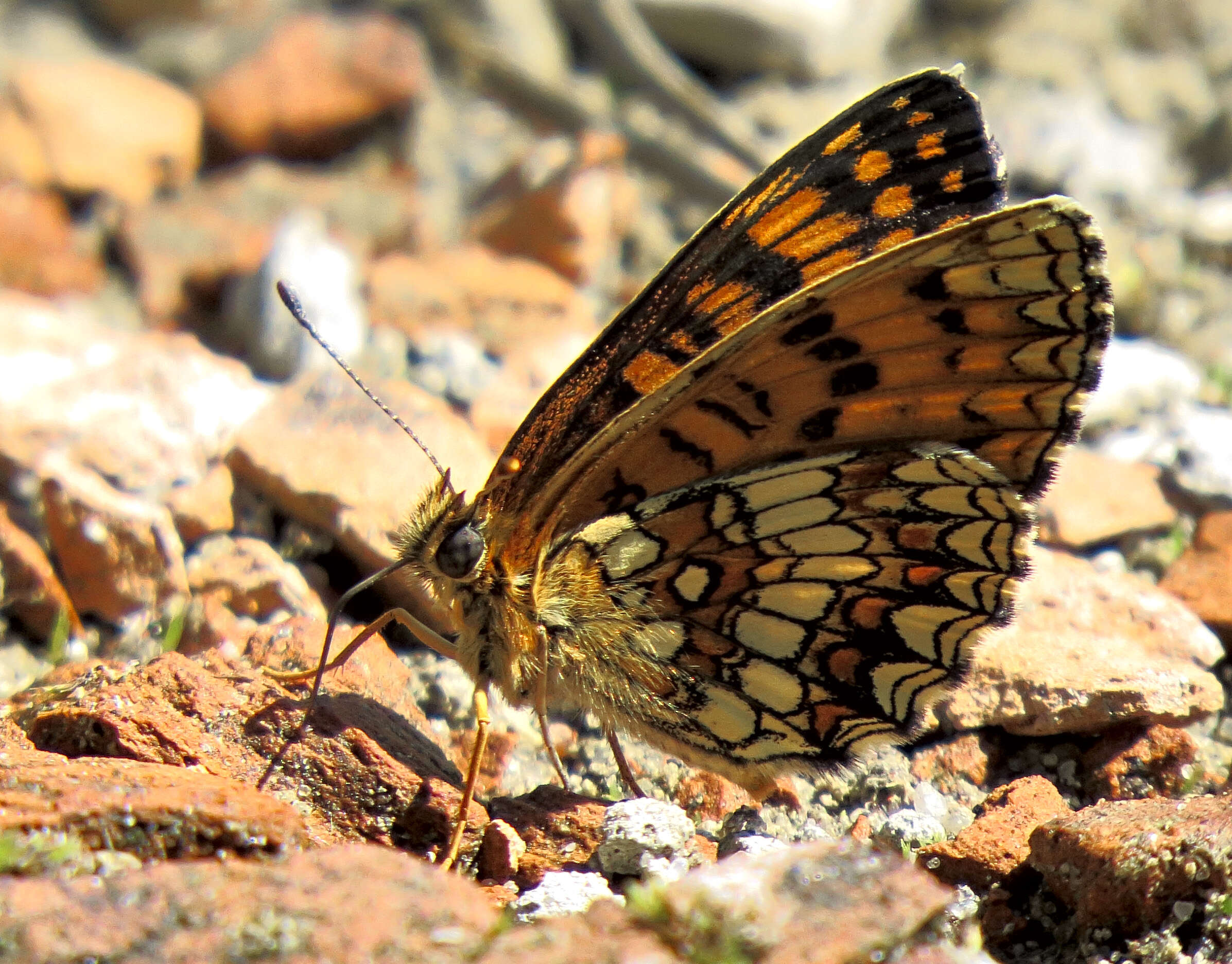 Image of Melitaea athalia