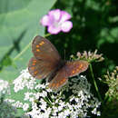 Erebia turanica Erschoff 1876 resmi