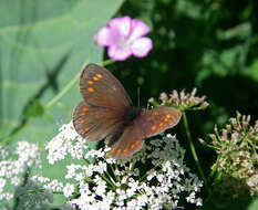 Erebia turanica Erschoff 1876 resmi