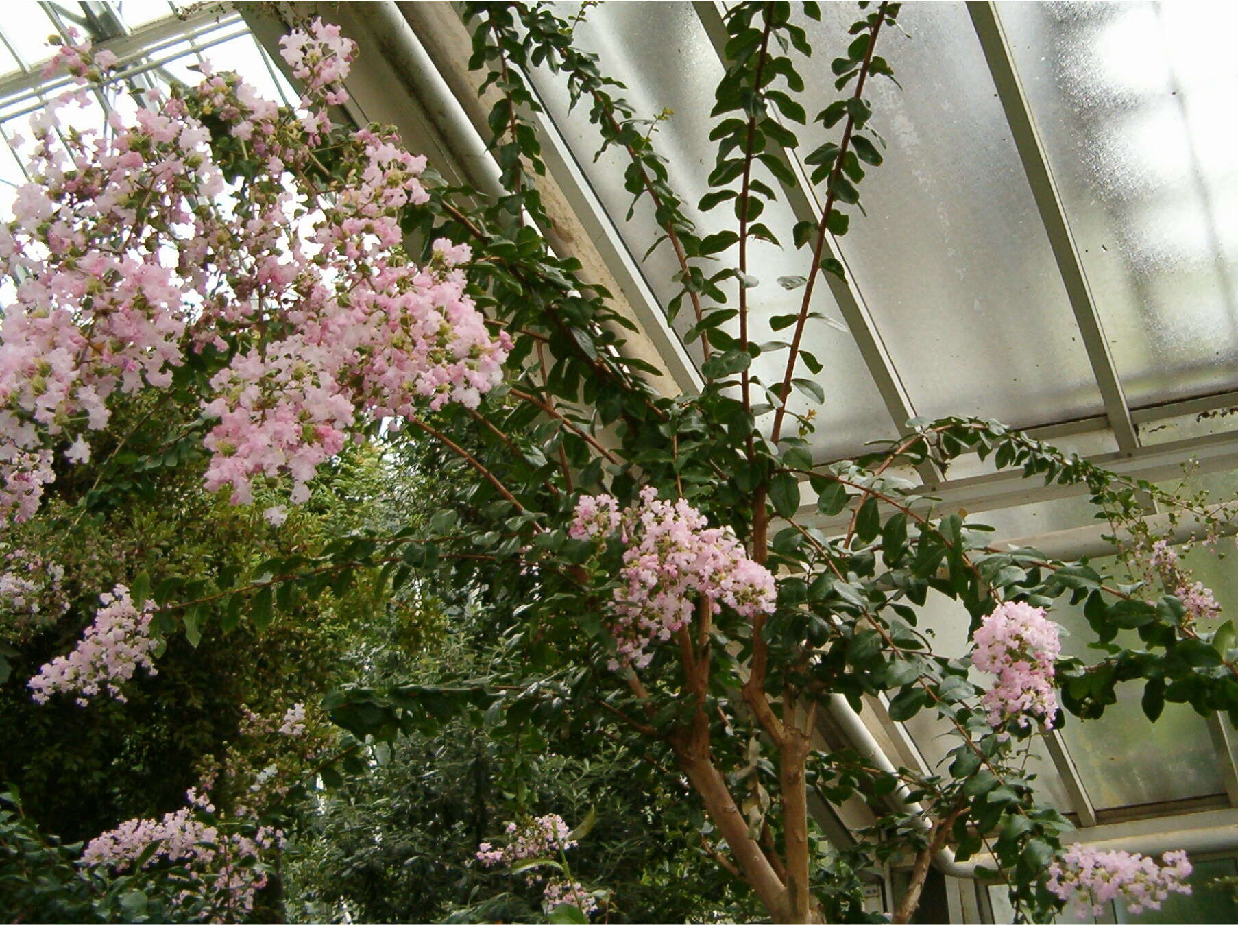 Image of Crape myrtle