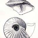 Image of Calliostoma brunneum (Dall 1881)
