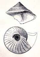 Слика од Calliostoma brunneum (Dall 1881)