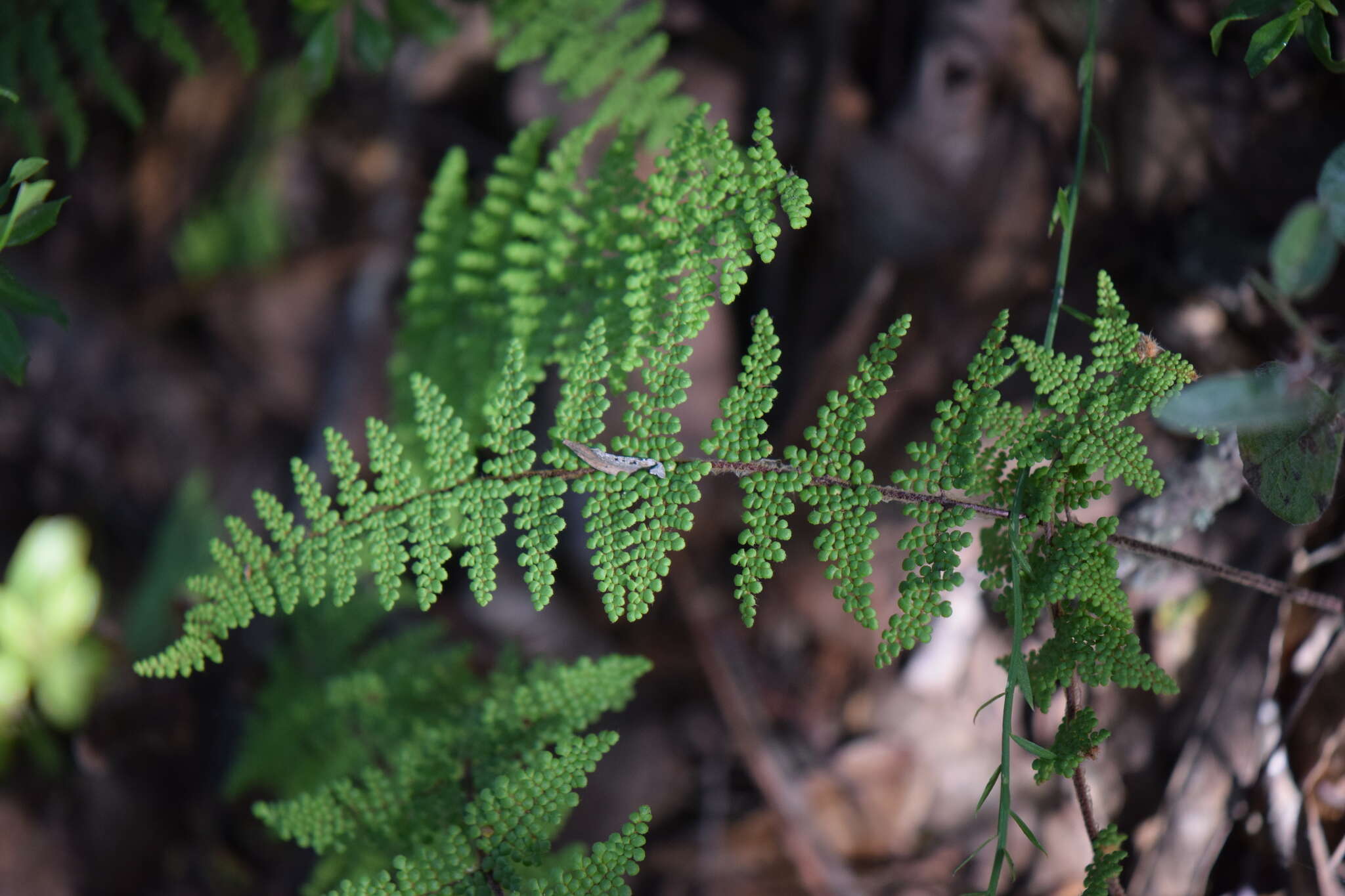 Image of Beaded Lipfern