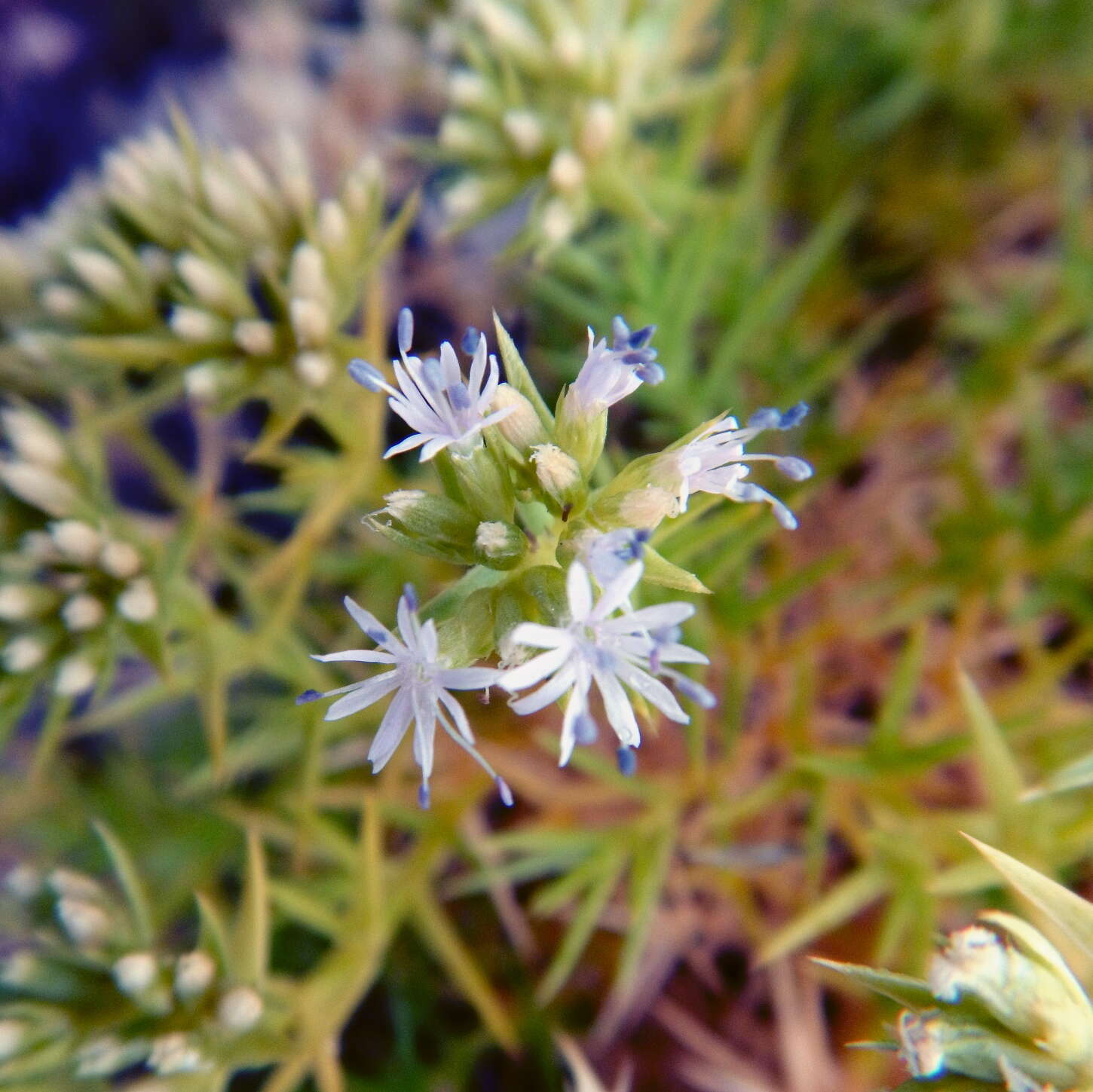 صورة Drypis spinosa subsp. jacquiniana Wettst. & Murb.