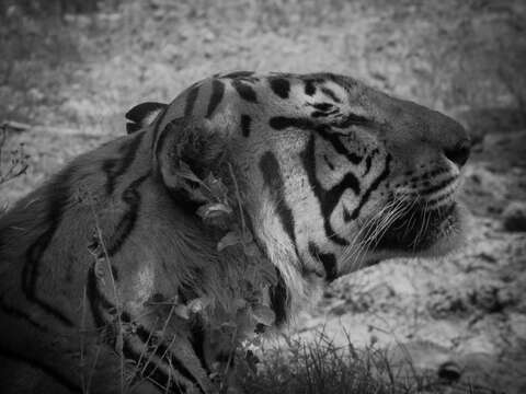 Image of Bengal Tiger