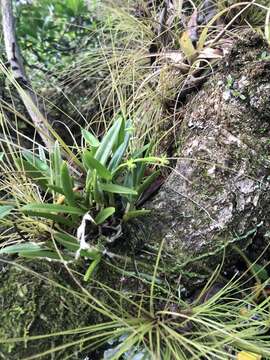 Image de Epidendrum rigidum Jacq.