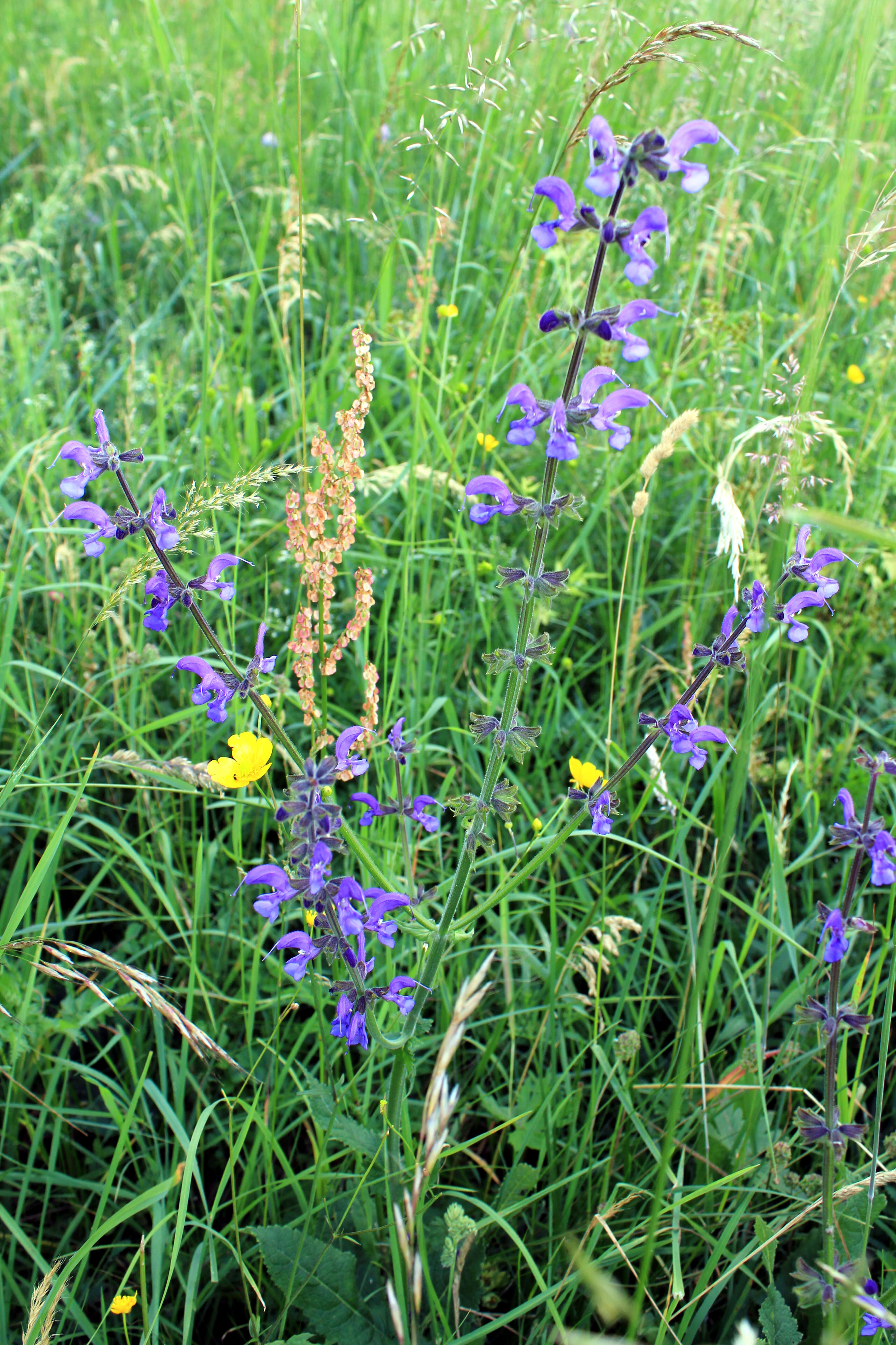 Image of common buttercup