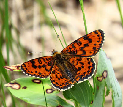 Image of Red-Band Fritillary