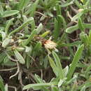 Слика од Atractylis arbuscula subsp. arbuscula