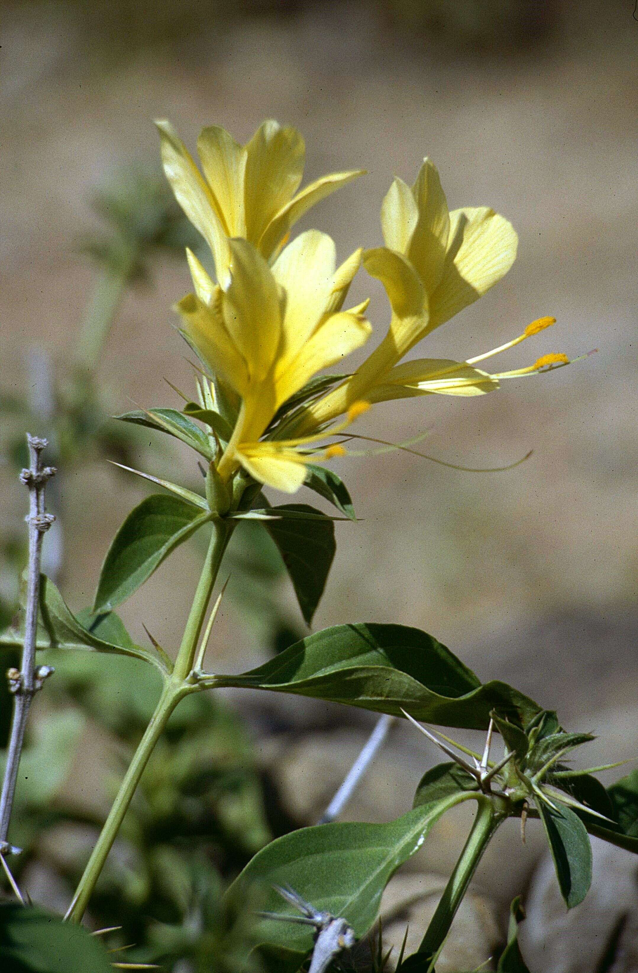 Plancia ëd Barleria prionitis L.