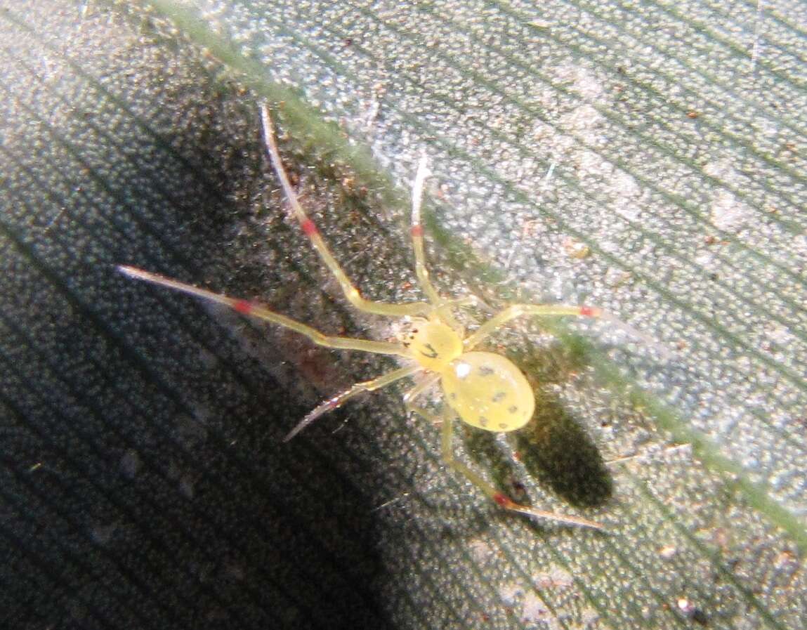 Image of Theridion grallator Simon 1900