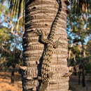 Image of Australian spotted tree monitor