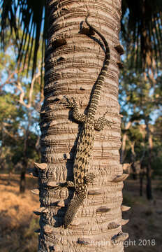 Image of Australian spotted tree monitor