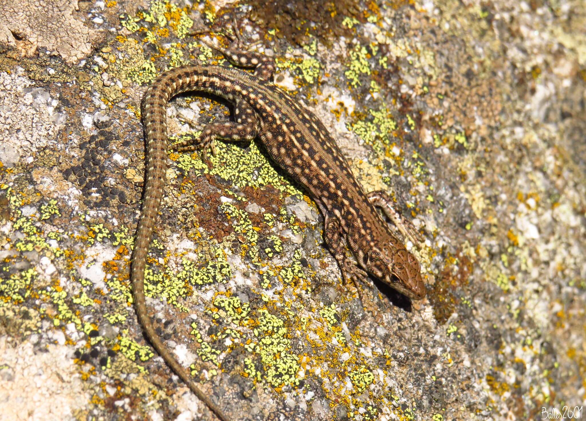 Image of Podarcis guadarramae guadarramae (Boscá 1916)