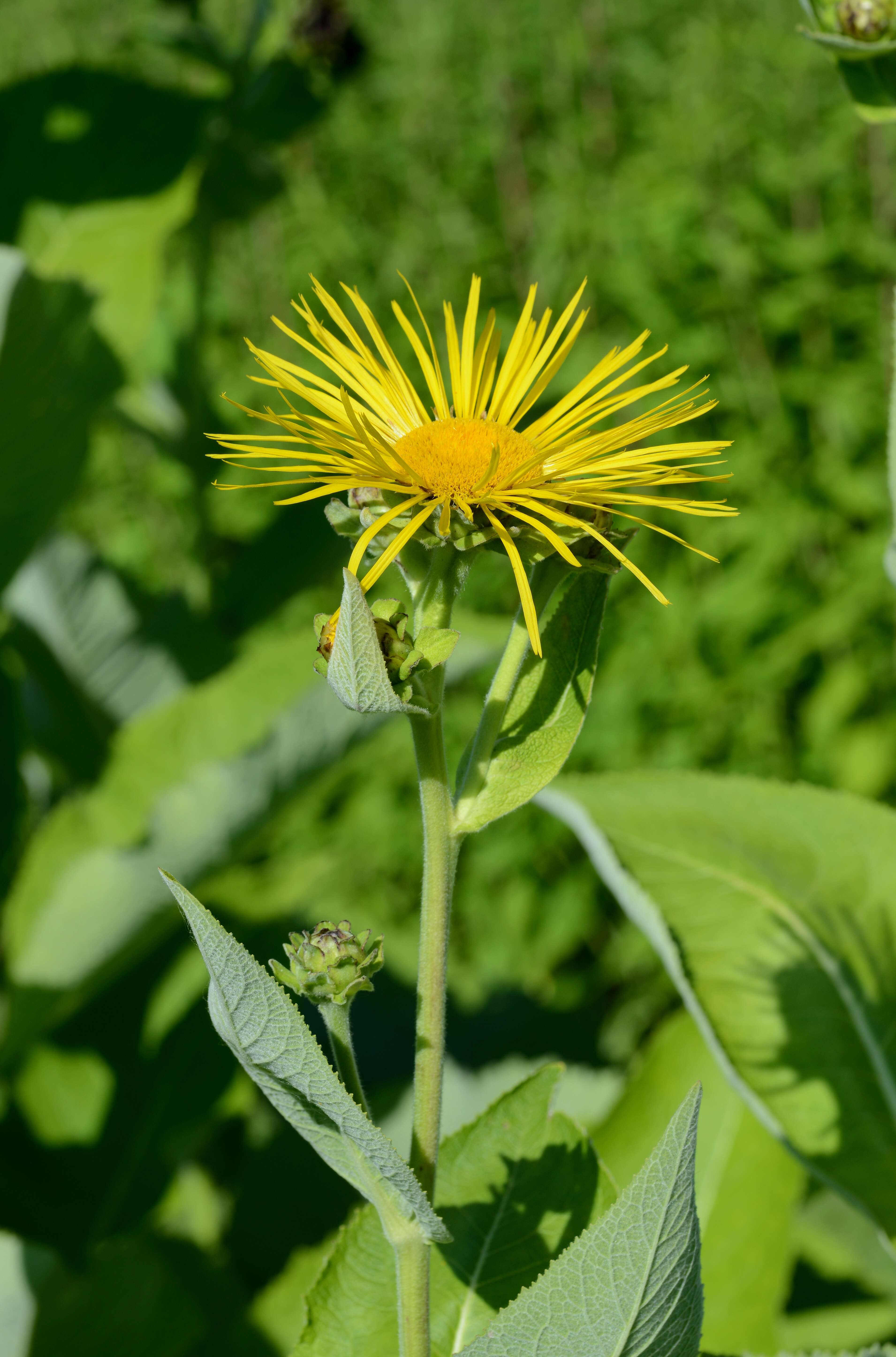 Image of Elecampane