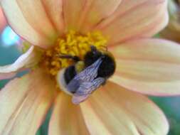 Image of Buff-tailed bumblebee