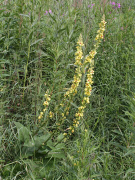 Verbascum nigrum L. resmi