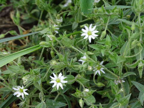 Image of Stellaria dichotoma L.