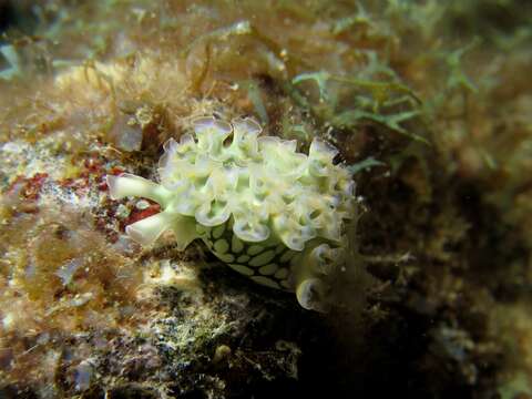 Image of lettuce sea slug