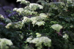 Image of Hymenophyllum paniculiflorum Presl