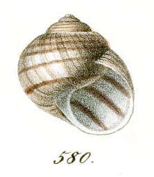 Image de Helix figulina Rossmässler 1839