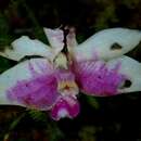 Image of Phalaenopsis modesta J. J. Sm.