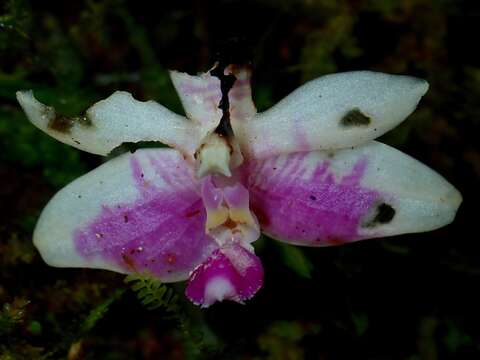 Image of Phalaenopsis modesta J. J. Sm.