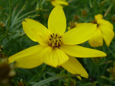 Image of whorled tickseed