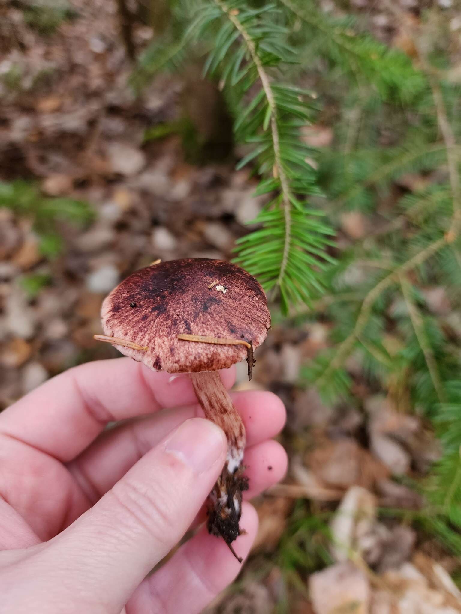 Hygrophorus erubescens (Fr.) Fr. 1838的圖片