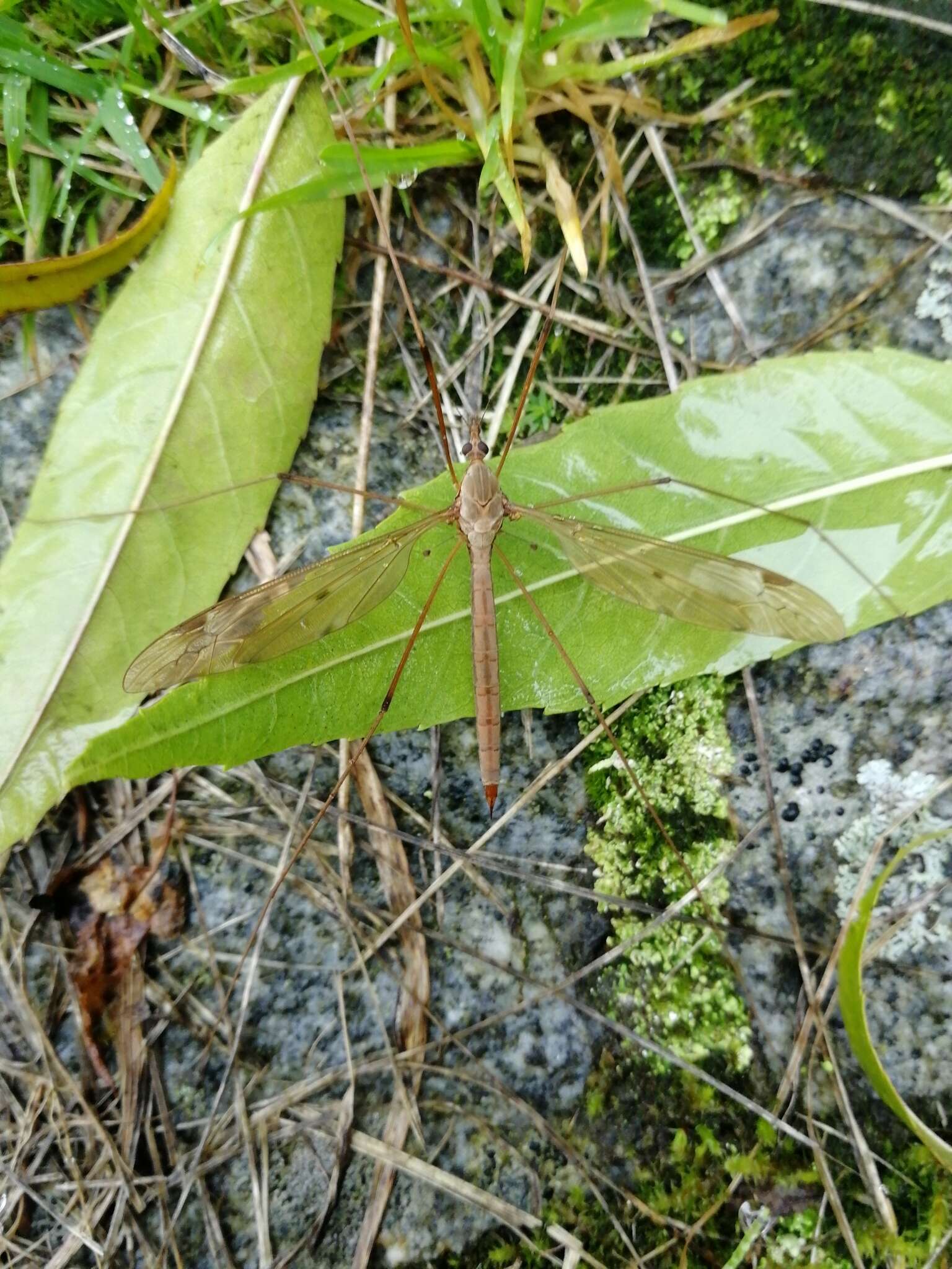 Tipula (Acutipula) fulvipennis De Geer 1776 resmi