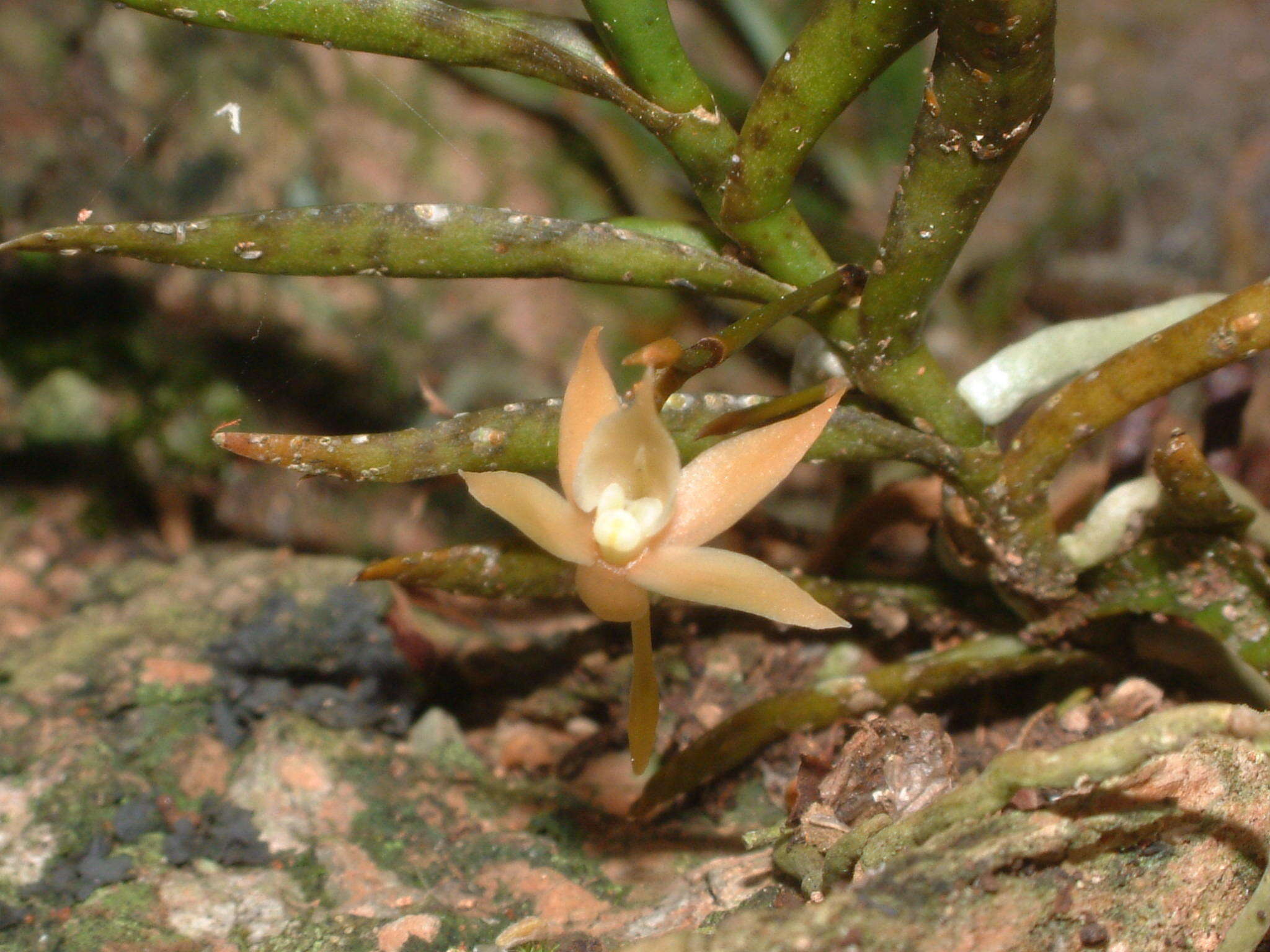 Image of Angraecum cultriforme Summerh.