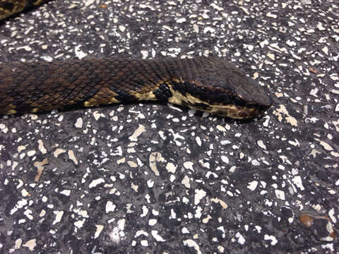 Image of Cottonmouth