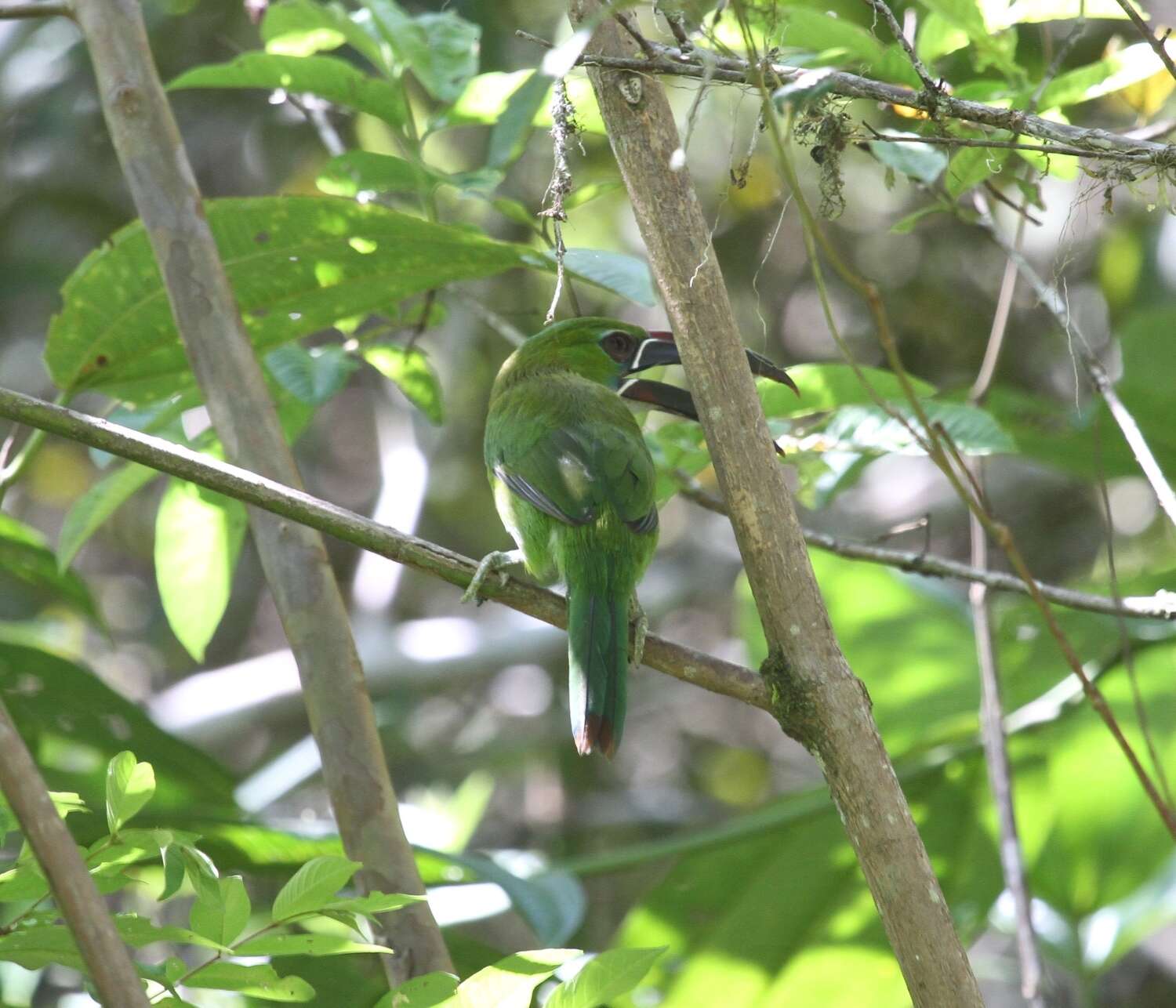 Aulacorhynchus derbianus Gould 1835的圖片