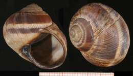 Imagem de Helix nucula Mousson 1854