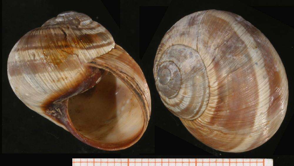 Image of Helix nucula Mousson 1854