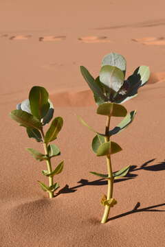 Plancia ëd Asclepias welshii N. H. Holmgren & P. K. Holmgren