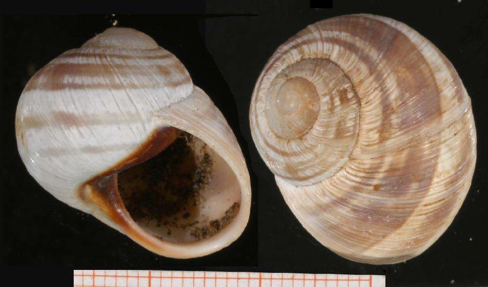 Image of Helix nucula Mousson 1854