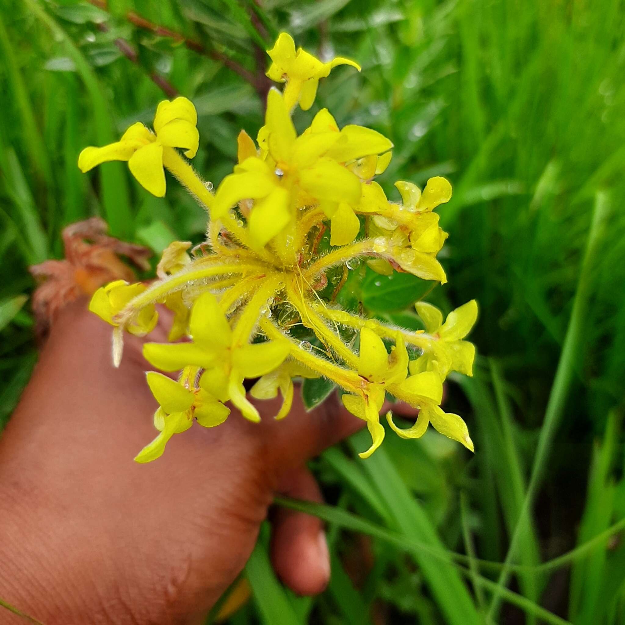 Image of Gnidia anthylloides (L. fil.) Gilg