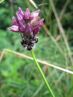 Allium scorodoprasum L.的圖片