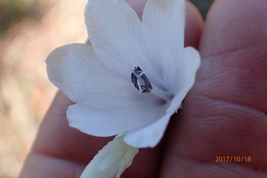 Image of Dierama argyreum L. Bolus