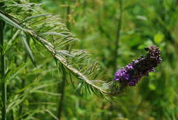 Image of Purple Toadflax