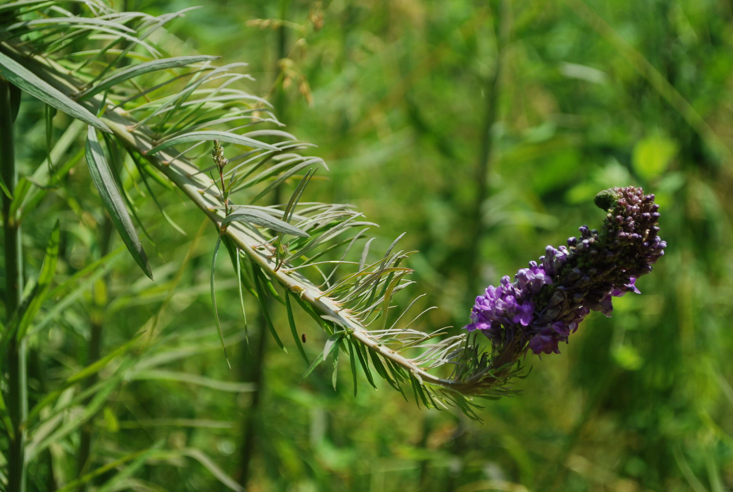 Image of Purple Toadflax