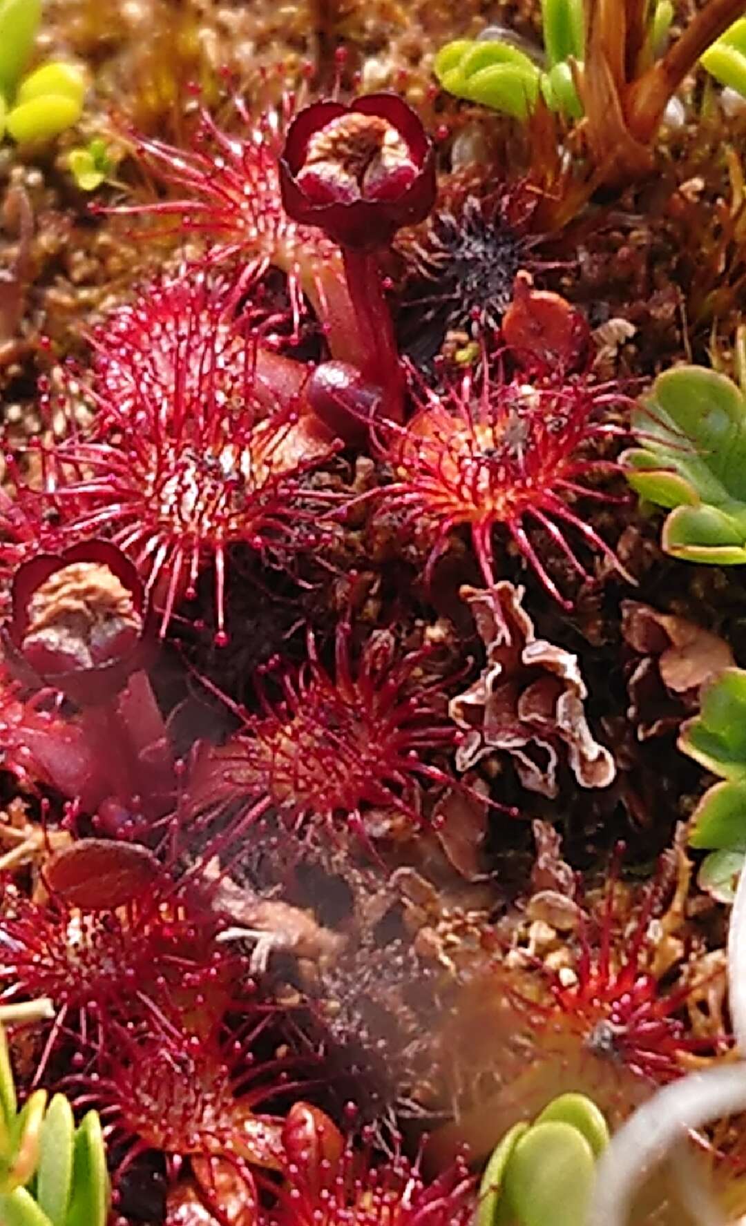 Image of Drosera uniflora Willd.